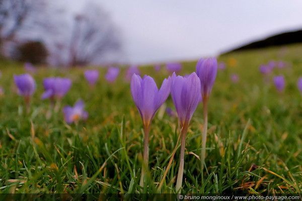 Fonds d'écran PRINTEMPS