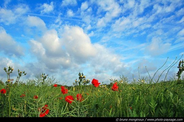 Fonds d'écran PRINTEMPS