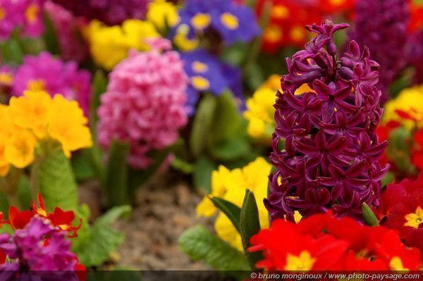 Fonds d'écran PRINTEMPS