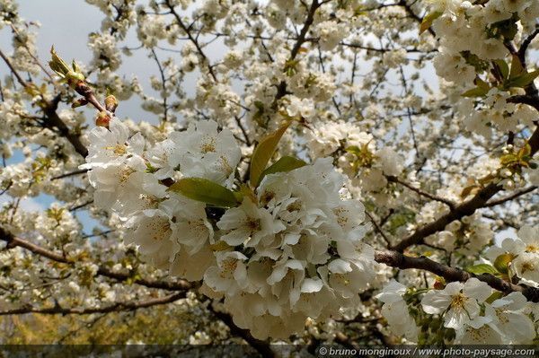 Fonds d'écran PRINTEMPS